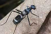 Stilt-legged Fly (Mimegralla australica) (Mimegralla australica)